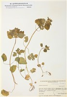 藏品(圓齒野芝麻)的圖片